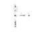 SCALANCE X Accessory; Plug-in Transceiver SFP992-1+; 1x 1000 Mbit/s LC Port [6GK5992-1AG00-8AA0]