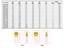 Poly Switch • IH= 0.2A • IT= 0.4A • 2.84Ω • Radial • Ø5.9x11.2mm 5.1mm pitch [LP60-020]